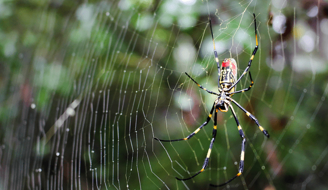 Una araña joro suspendida en el patio del entomólogo Will Hudson en Winterville, Georgia. Foto: UGA