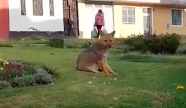 Personal especializado tratará de capturar al zorro para trasladarlo al zoológico de Huamanga. Foto: captura de América TV