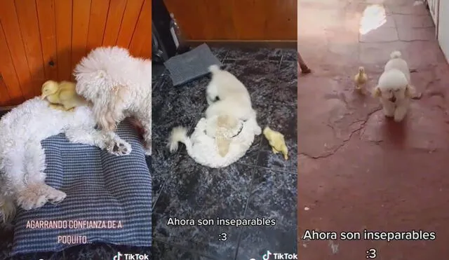 La joven usuaria sigue subiendo videos donde se aprecia la buena relación que tienen sus tres mascotas, un pato y dos perros. Foto: captura de TikTok