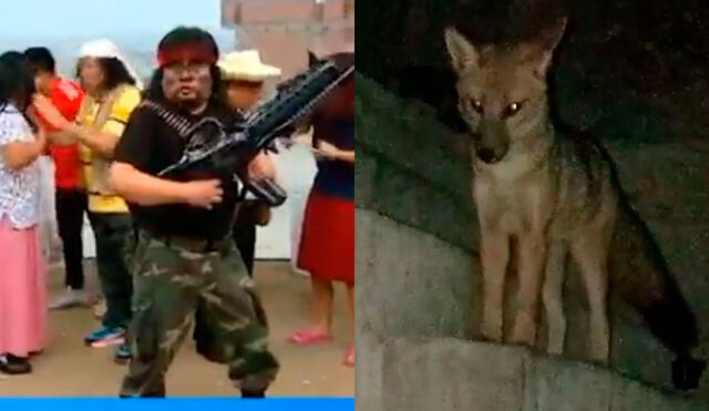 El zorro que fue comprado como canino en una tienda clandestina del Centro de Lima será parodiado en JB en ATV. Foto: captura/ATV/Urpi/LR