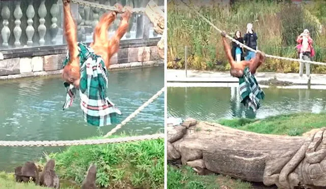 Los visitantes de un zoológico captaron el preciso momento en que un primate hizo todo lo posible para arruinar los planes de unas nutrias. Foto: captura de YouTube