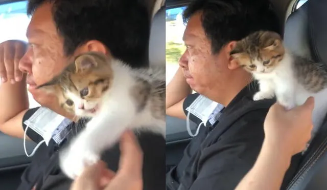 Mujer intenta tocar a su esposo, pero es detenida por su tierno gatito