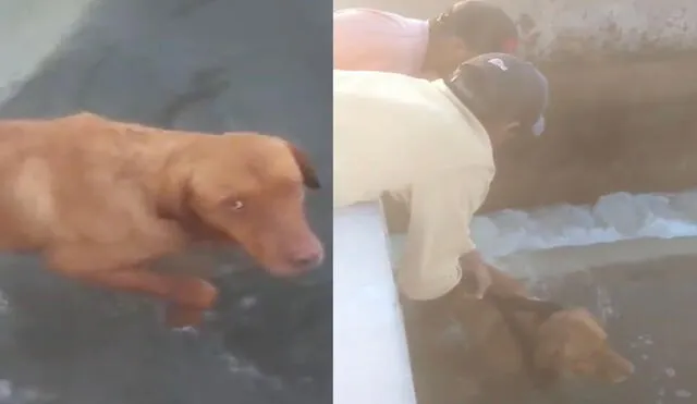 Jóvenes rescatan a perrito que se encontraba atrapado en un canal de riego