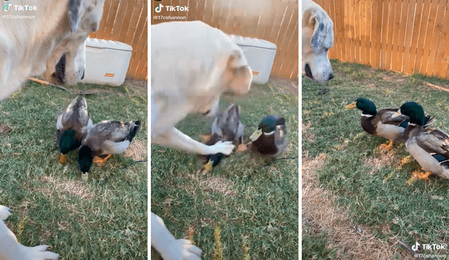 Los patos se molestaron con el perro tras haberlos importunado. Foto: captura de TikTok