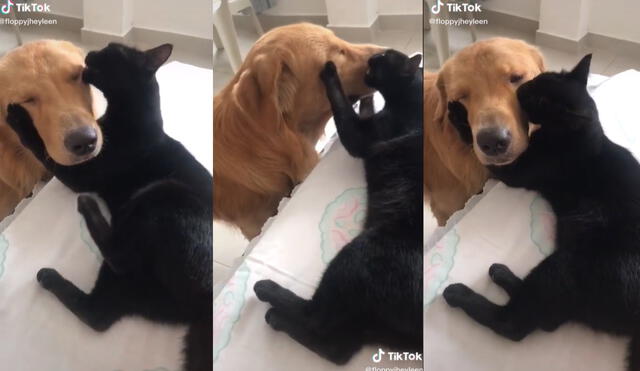 La conmovedora dupla demostró su afecto y conmovió a miles debido a que el golden retriever recibió pacientemente los besos de su amigo. Foto: captura de TikTok