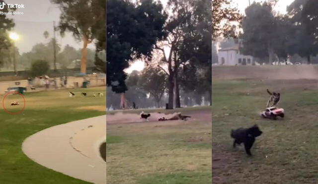 La usuaria que dedica la cuenta a sus mascotas suele compartir anécdotas de sus tres perritos. Foto: captura de TikTok