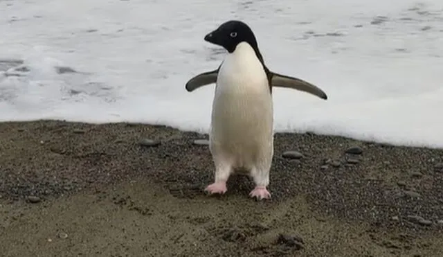 Es la tercera vez que se encuentra un pingüino de Adelia en las costas de Nueva Zelanda. Foto: Harry Singh