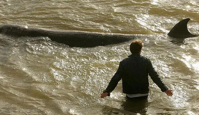 En 2015, se ha tenido avistamiento de ballenas en el Támesis. Foto: BBC