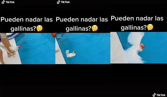 Internautas hicieron bromas con la despistada reacción que tuvo la gallina. Foto: captura de TikTok