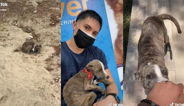 El joven usuario comparte en TikTok el buen progreso que está teniendo Lito, el cachorro que rescató. Video: captura de TikTok