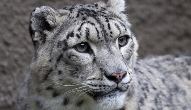 El leopardo de las nieves es la sexta especie salvaje en infectarse por COVID-19. Foto: referencial / Zoológico de Lousville