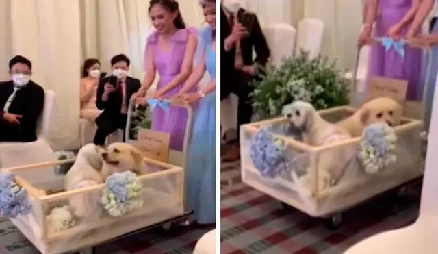 Una pareja tomó la decisión de que sus mascotas estuvieran presentes en su día más importante y pidieron a las damas de honor que los llevaran en un carrito. Foto: captura de YouTube