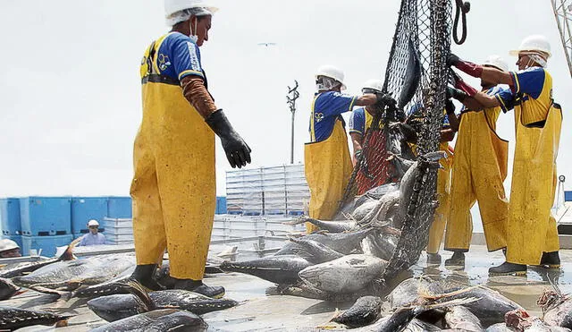 Pesca. Conexión de los Cuellos Blancos llegó al sector pesquero. Foto: Andina