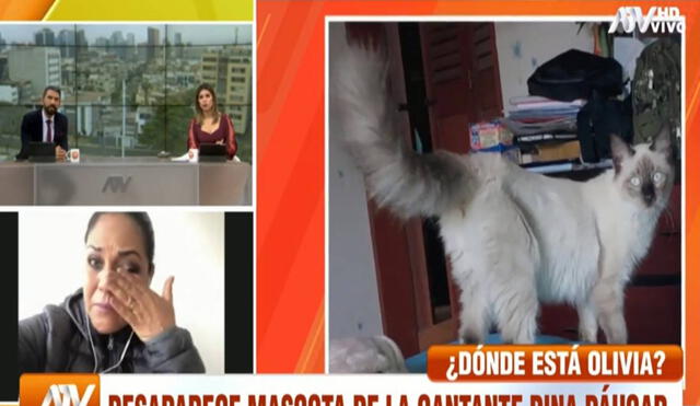Dina Páucar aseguró que dará recompensa por la gatita. Foto: captura ATV