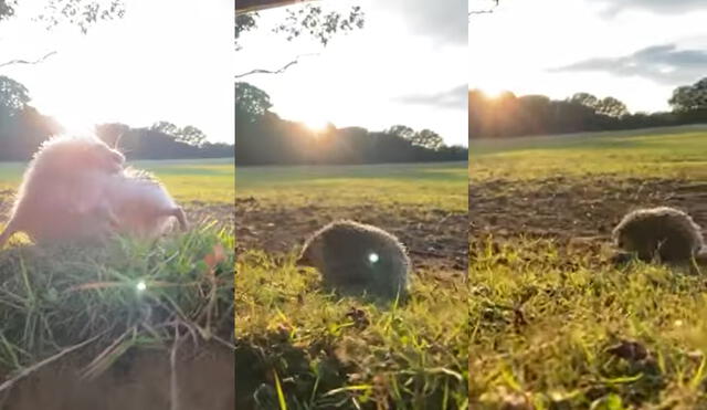 Moose es un erizo pigmeo africano tiene 2 años de vida. Foto: captura de YouTube