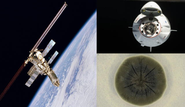 A la izq., la Estación Espacial Internacional; a la der., la cápsula Dragon de SpaceX y el hongo Cladosporium sphaerospermum. Foto: composición / NASA