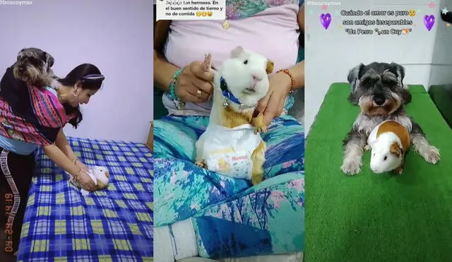 Las mascotas de la joven formaron parte del divertido clip que los mostraba como los bebés de su ama. Foto: captura de TikTok