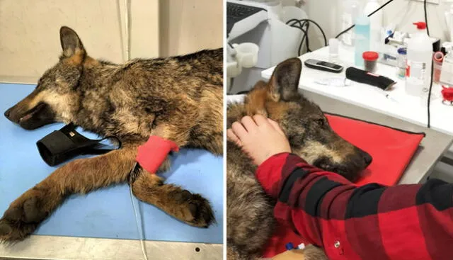 Un lobo fue rescatado en España luego de haber sufrido un accidente. Foto: captura de Facebook