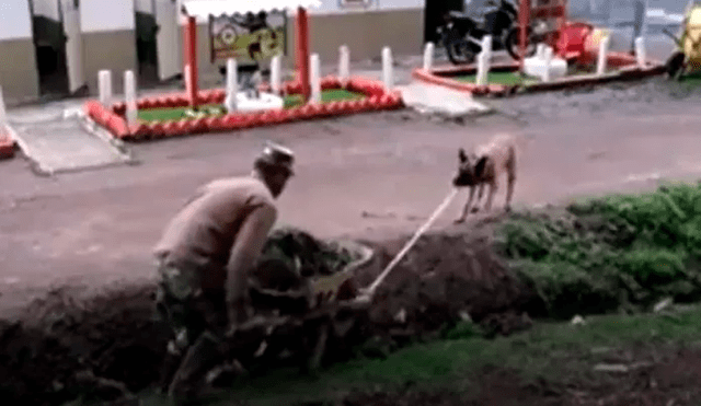 El jardinero no imaginó que su astuto perro lo ayudaría a sacar su carretilla de una zanja en el jardín. Foto: captura de YouTube
