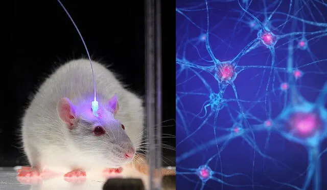 Los neurocientíficos irradiaron luz en los cerebros de los roedores en dos momentos específicos: cuando aprendió una tarea y durante el primer sueño después del aprendizaje. Foto: composición / John Carnett / Popular Science