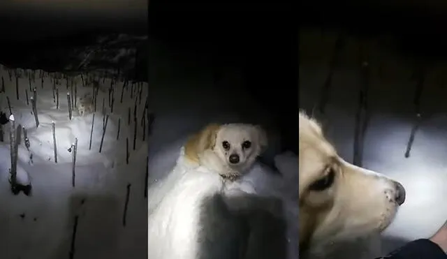 Al perro buscador le llevó cinco minutos encontrar al animal extraviado en la nieve. Foto: captura de YouTube