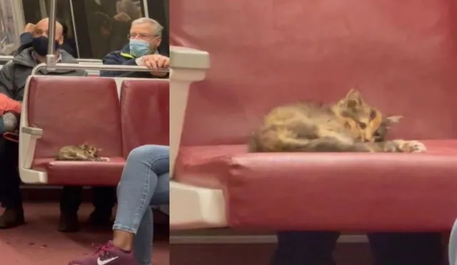 Gatito abandonado es encontrado durmiendo en el asiento de un tren