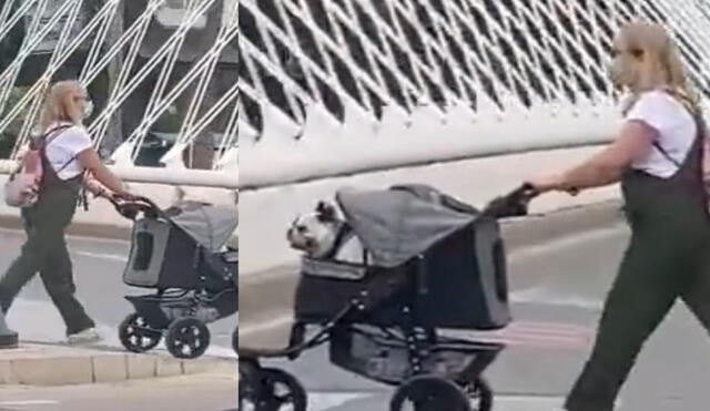 Mujer pasea a su perrito en coche de bebé y enternece las redes
