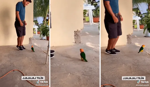 El lorito acaparó todas las miradas en redes sociales convirtiéndose en un fenómeno en la web. Foto: captura de TikTok