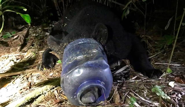 Una osa de 113 kilos ha sido rescatada luego de deambular por 28 días con un recipiente de plástico atascado en la cabeza. Foto y video: Florida Fish and Wildlife