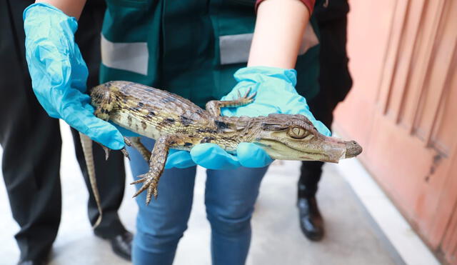 El reptil fue rescatado este miércoles por el equipo de especialistas de la Administración Técnica Forestal y de Fauna Silvestre de Lima y personal de la policía ecológica. Foto: Serfor