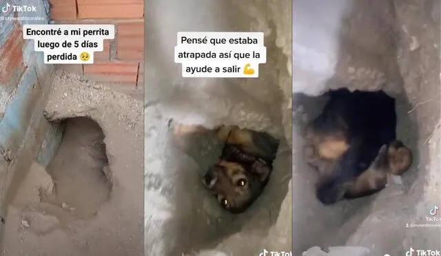 El usuario subió más de un video para sus seguidores en los cuales mostró que los cachorros y su madre se encontraban bien cuidados. Foto: captura de TikTok