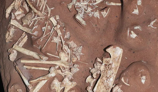 El hecho de que no tenga dientes fue “una verdadera sorpresa” y genera dudas sobre su alimentación entre los paleontólogos. Foto: AFP/referencial