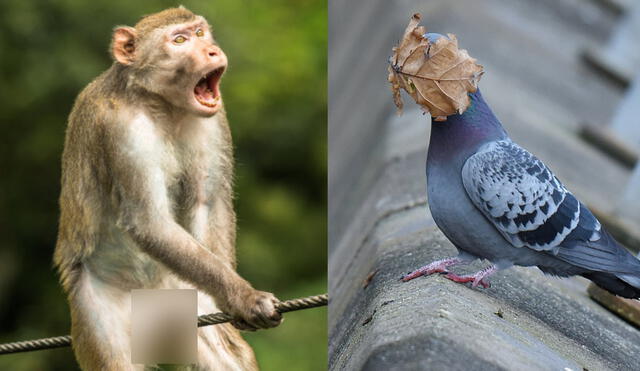 A la izquierda, un mono parece gritar de dolor; a la derecha, una paloma con una hoja en su cabeza. Foto: composición / Ken Jensen / John Spiers / Comedy Wildlife Photo Awards 2021