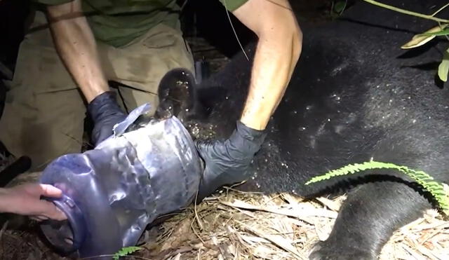 La osa pudo ser rescatada y recibió ayuda de un biólogo para liberarse del envase de plástico que se atoró en su cabeza. Foto: captura de TikTok