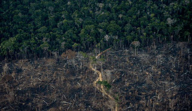 Vista aérea de septiembre de 2021 que muestra un área deforestada de la selva tropical de la Amazonia en Labrea, estado de Amazonas, Brasil. Foto: AFP