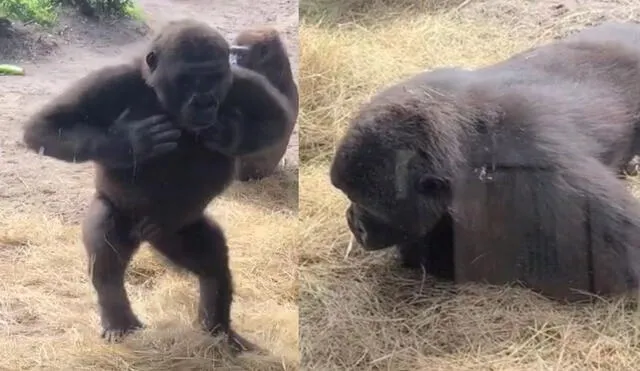 La curiosa reacción de unos gorilas al encontrar una serpiente en su hábitat
