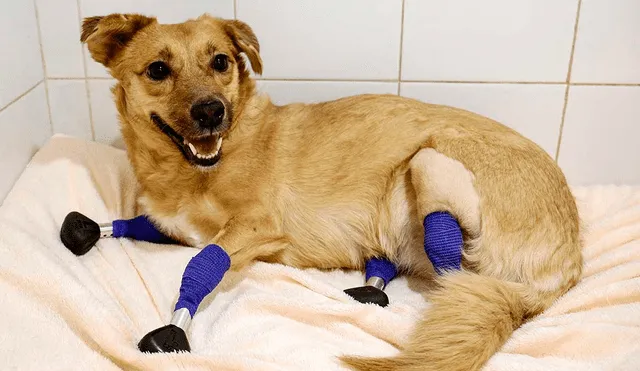 Es la primera vez que realizan una operación de este tipo en un perro. Foto: AFP