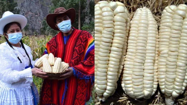 Valle Sagrado de Los Incas es el principal productor de maíz blanco gigante a nivel nacional. Foto: composición La República/Senasa