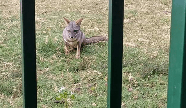 El zorro, apodado el "Run Run piurano", fue avistado por ciudadanos del lugar. Foto: Noticias Piura 3.0