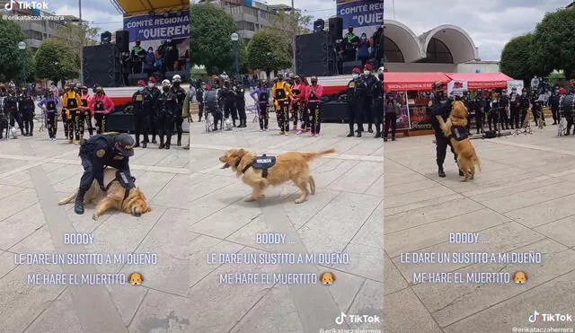 Alrededor del perrito estaba un gran número de integrantes del cuerpo policial. Foto: captura de TikTok