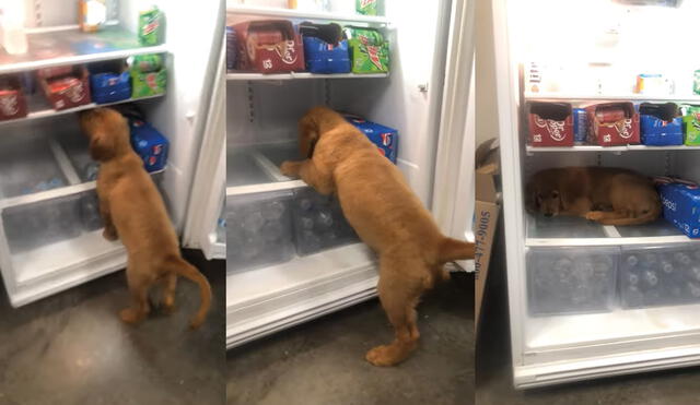 El perrito llamado Sona ha cautivado a los usuarios de las redes sociales. Foto: captura de YouTube