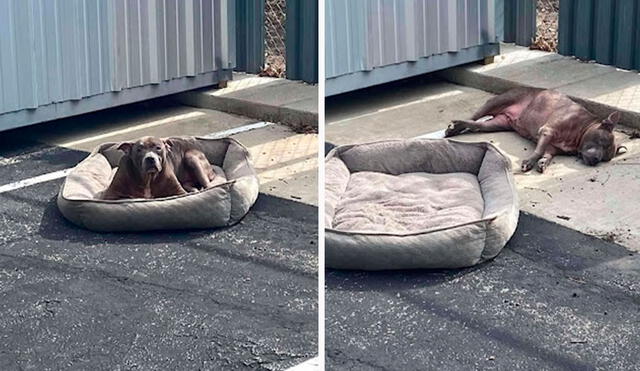 Los voluntarios de un albergue acudieron a un desolado lugar, ya que recibieron el reporte de una perrita que fue desamparada por sus antiguos dueños. Foto: Austin Animal Center/ Facebook