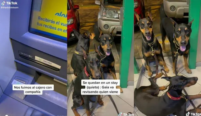 La usuaria es dueña de cinco canes de raza doberman y es a través de su cuenta que comparte las travesuras de sus mascotas. Foto: captura de TikTok