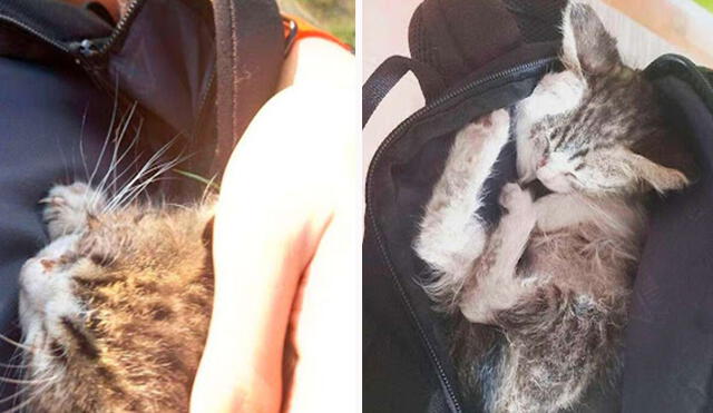 Una joven detuvo su viaje al percatarse de la presencia de un pequeño felino que deambulaba por la calle, por ello, lo metió a su mochila para llevárselo a su hogar. Foto: Matea/ Facebook