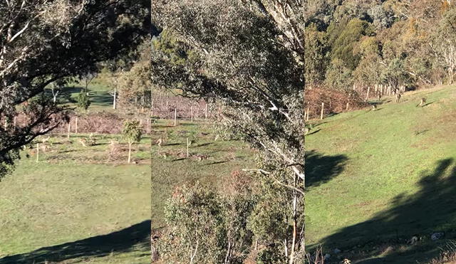 Los encantadores canguros corrían por Walwa, Victoria, Australia. Foto: captura de YouTube