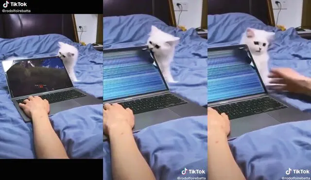 El gato se mostró arrepentido después de malograr la laptop. Foto: captura de TikTok