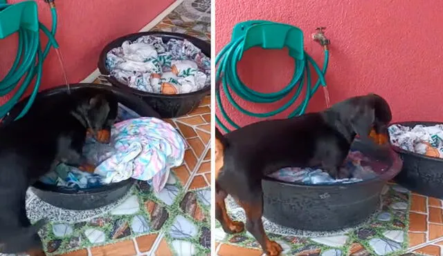 Un perrito aprovechó un descuido para meter sus patas dentro de una tina de ropa llena de agua; sin embargo, fue atrapado por su dueña. Foto: captura de Facebook