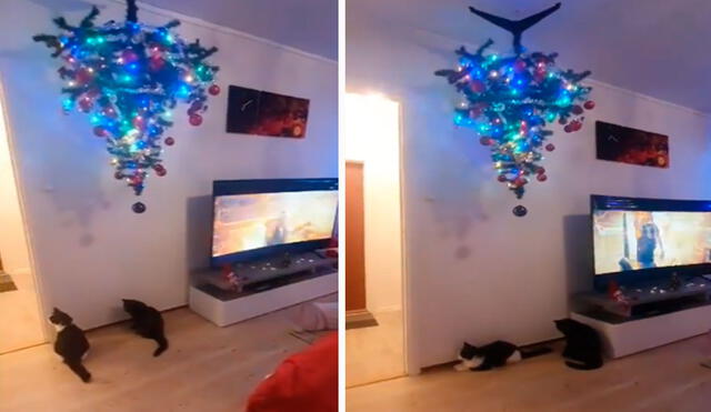 Un hombre puso en marcha una creativa idea para que sus adornos navideños se mantengan intactos y alejados de las garras de sus traviesas mascotas. Foto: captura de YouTube