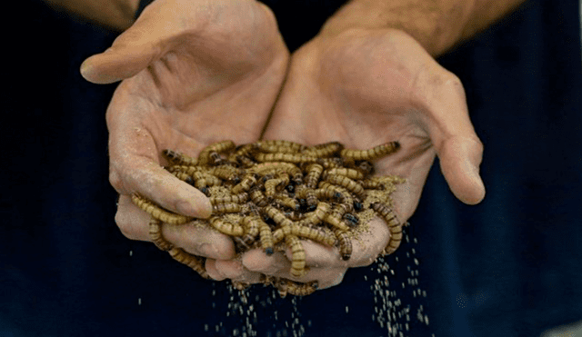 Soñar con gusanos en las manos puede tener significados positivos y negativos. Foto: AFP
