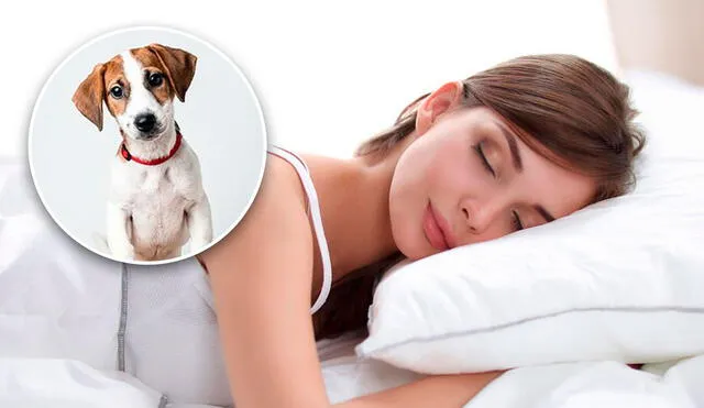 Soñar con un perro puede ser positivo o negativo dependiendo del contexto.